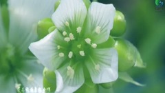 Love is in cling to pull _ Chinese galaxy, music g