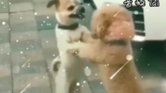 The steps of dog dog, laugh at short of horizon _ music