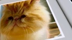 The galaxy of feline cat _ that I love, musical sh