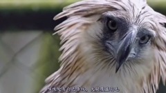 The world's greatest eagle, feed simian carve Phi