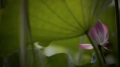 Static see lotus - galaxy of _ of beautiful graph 