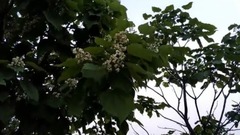 [piano music 20 of night] scenery of fabulous work