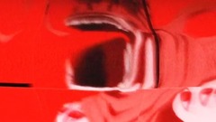 _ of Accela - woodpecker is moved free exclusive