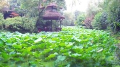 Laurel lake park 003