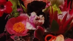 _Troye Sivan of Bloom Sino-British caption