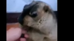 Marmot got angry! Bud of sequential very serious _