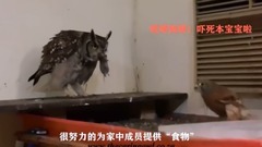 Pay a debt of gratitude owl does a farm short of m