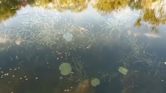 The scenery of Xie Xiaoan _ of piano music of nigh