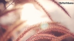 An elongated pointed tablet of jade held in the ha