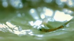 Metrical _ scenery of the heartbeat, musical short