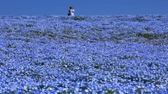 Ci city Bao ? The short of grave _ music of the h