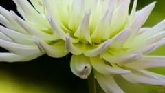 Accompany you to watch short film of music of _ of