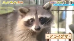 Clumsy bud wriggles the coati of bud washs bud of