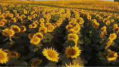 Scenery of The Long Road_ , musical short