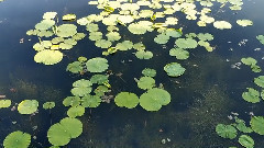 [give Shui Lian] scenery of fabulous work _ , form