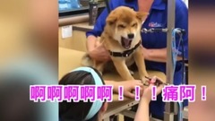 Ah ah ah painful dead! Just trim nail. . . Chai