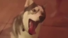 Of Ha Shiji short "  Zuo  of collect of bud of  Z