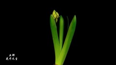 The flower leaves without dirt- - galaxy of _ of m