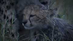 Former voice of movie and TV of La Gata Bajo La Ll