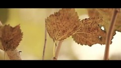 Thank _ Chinese Tong Xing