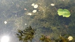 [Chun Wu] former voice of movie and TV of fabulous