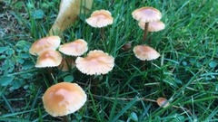 Cloud of fine of magpie bridge celestial being get