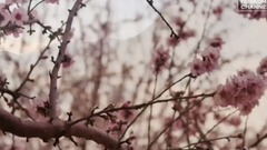 Short of music of Mousai Sound - A Dream That Will