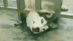 Zuo 2 breath out 2 cases too wisdom barrier ~