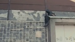 Ghost Remix_Halsey, alan Walker