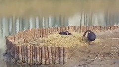 Short of music of _ of two black swan