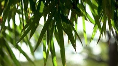 Summer vacation of dance of a mountainous area Chi