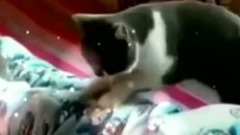 The short of daily _ music of Mi of cat of slave w