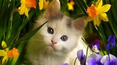 Felis Catus _ Felis Silvestris Catus _ #Music, sho