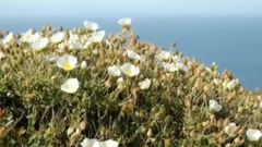 Lovesong_ music short