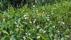 [the daughter that chases after wind] scenery of f