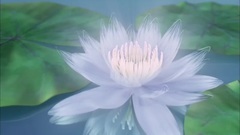 [Ashes of sweet sweet heavy is like frost] the fem