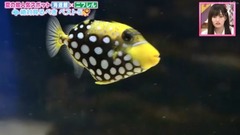 Ep268 18/08/17_AKB48 of ん of く of ぶ of な of NM