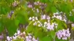 That elder brother is in screen like that short of