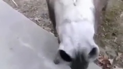 Short of Mad Donkey_ music, bud is bestowed favor 