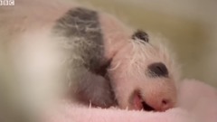 Panda Doesn't Realise She's Had Twins! _ music s