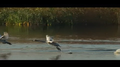 Corn poppy _ is achieved formerly, musical short