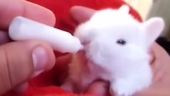 Small bunny drinks Neinei_ bud to bestow favor on