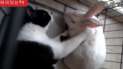 Mew, is bunny feel very pretty good? _ bud is best