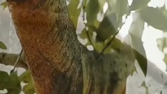 Encourage annals song