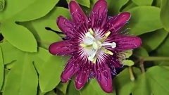 Short of music of Red Passionflower Time Lapse_ ,