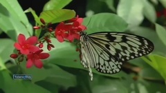 Short of music of Stive Morgan - Ring Of Spring_ ,