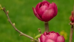 I wish the person is long _ music short