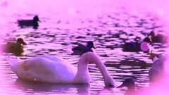 Short of music of Return To Me _ , light music