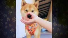 The host of assorted Zuo , Zuo gives the ba