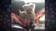 Too , dog of Zuo ? Zuo of dog dog